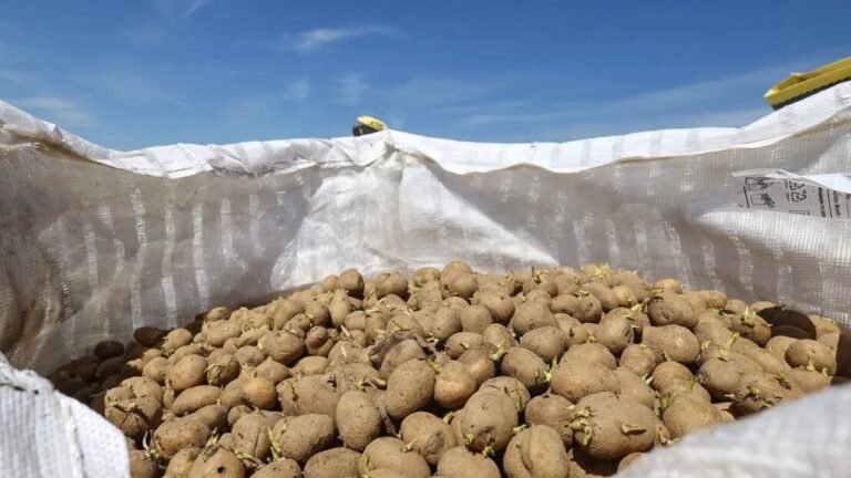 111.5 The Center approved the Potato Research Center in Agra with the help of CR