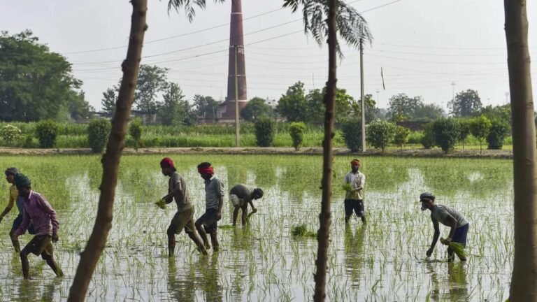 Kharif Paddy Sow 58 percent to 13.22 lakh hectares until June 20